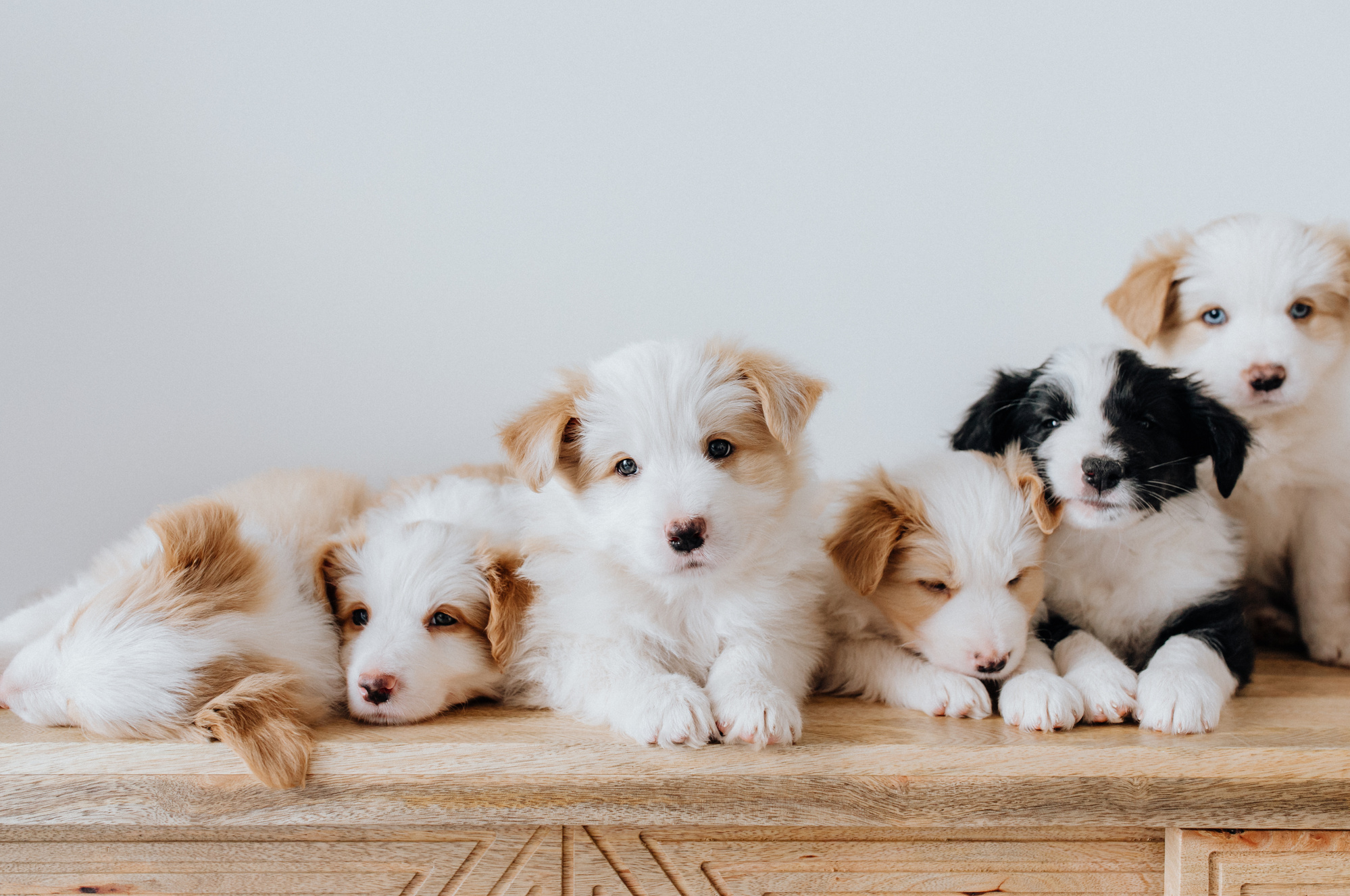 Cute Puppies Resting on Wooden Surface